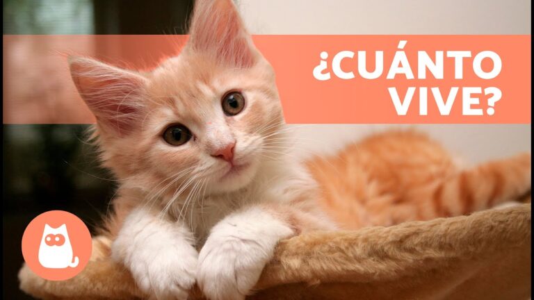 La Esperanza de Vida de los Gatos