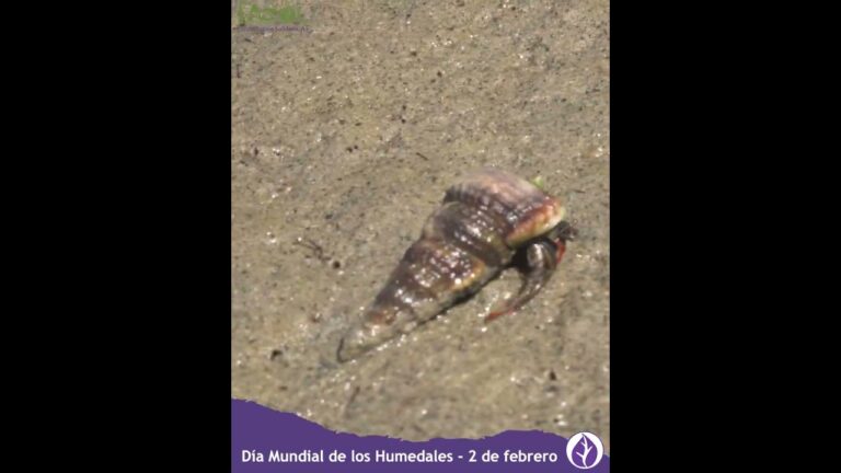Guía del Código Postal de Xoxocotla, Morelos