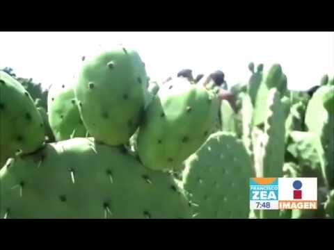 Frutas de M&eacute;xico: Variedades por Estado
