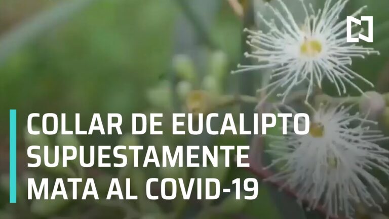 Oxxo Eucalipto: Innovación y Sostenibilidad en el Comercio Moderno