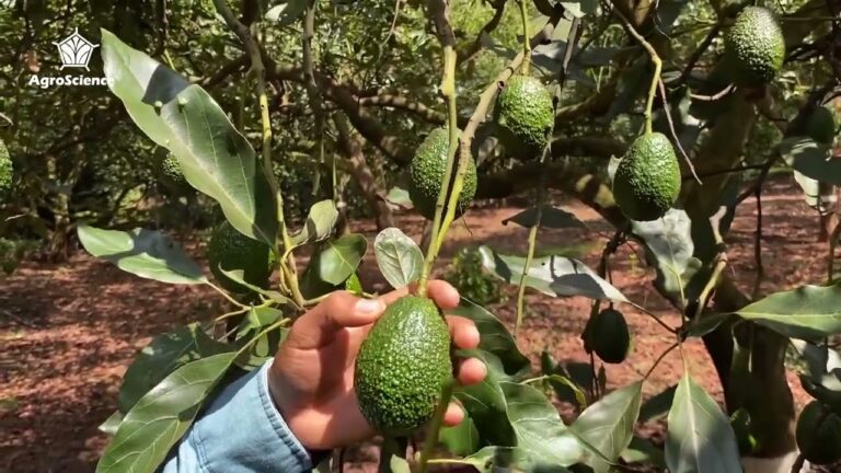 La Lada de Tac&aacute;mbaro: Historia y Leyenda