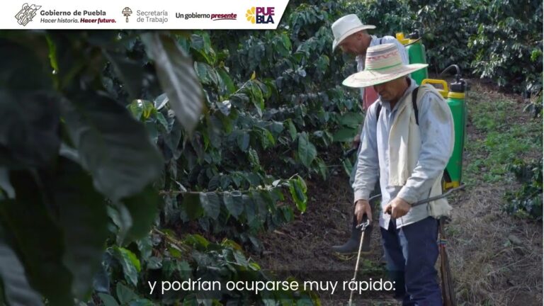 Vacantes de abogado en Puebla: Oportunidades Laborales