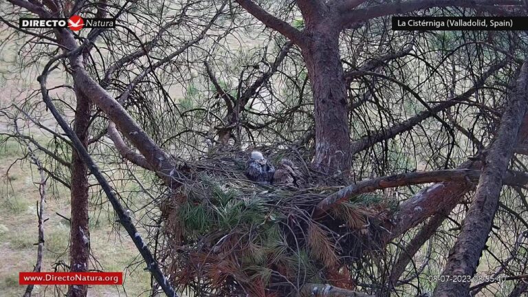 Descubre Calzada del Águila 229: Un Tesoro Oculto en la Ciudad