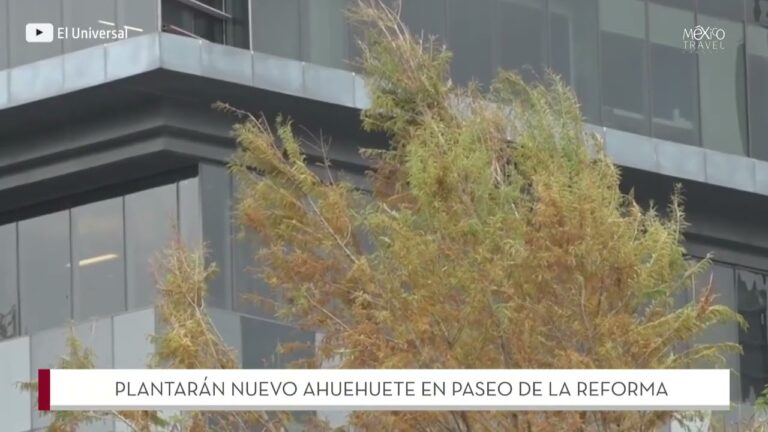 Av Paseo de la Reforma 116: Todo lo que Debes Saber