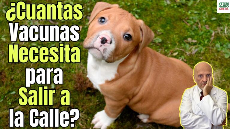 Vacunas esenciales para la salud de tu perro