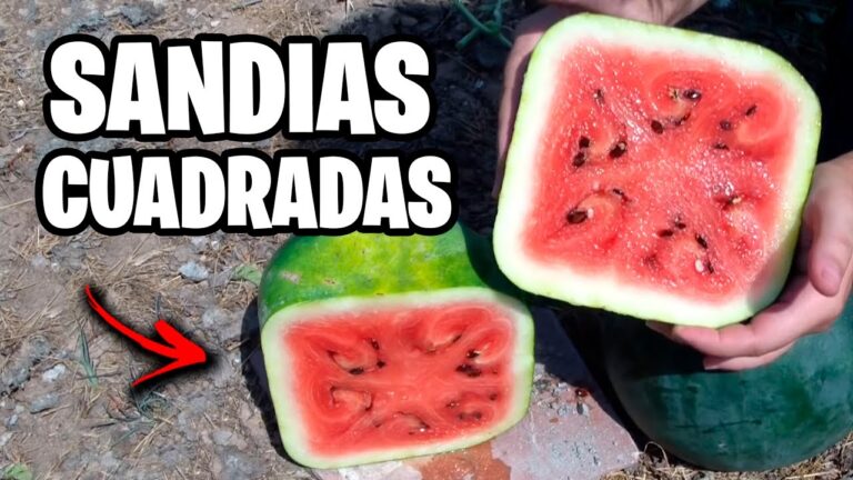 Oportunidades en la Exportación de Sandía a Japón