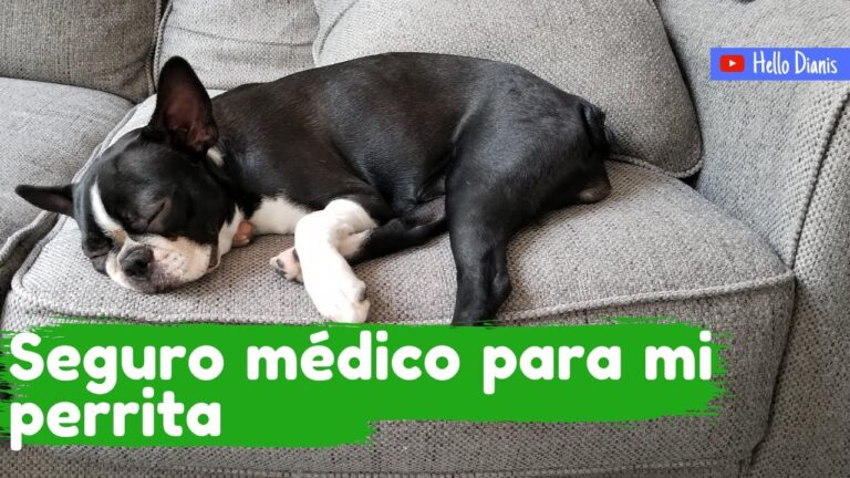 Gu&iacute;a Completa de Aseguranza para Perros en California