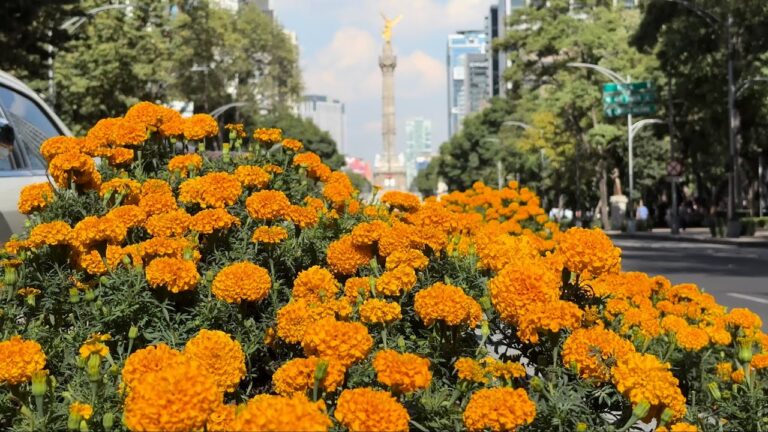 Transformaci&oacute;n Urbana en Av. Paseo de la Reforma 287