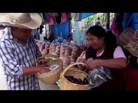 Retos y Oportunidades en la Economía Alimentaria en México