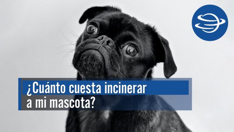 Costos de la cremaci&oacute;n de gatos