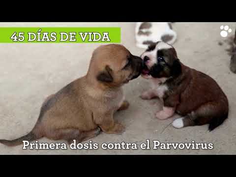Vacunaci&oacute;n de Perros: &iquest;A Cu&aacute;ntos Meses Comenzar?
