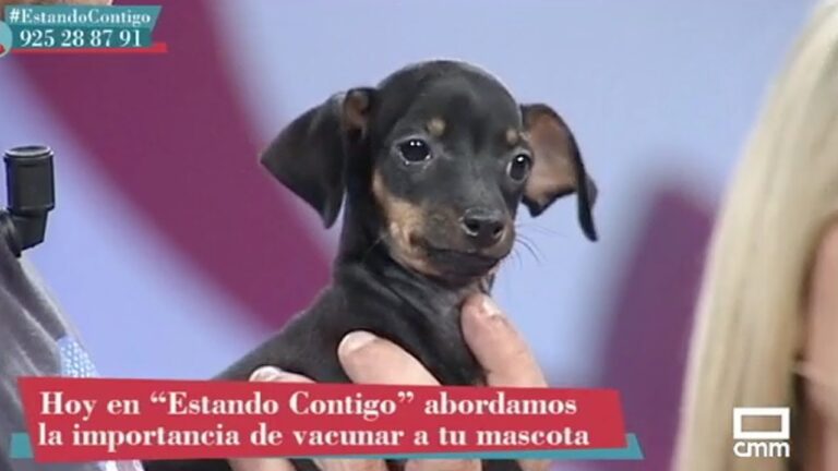 Cuántas Vacunas Requieren los Perros