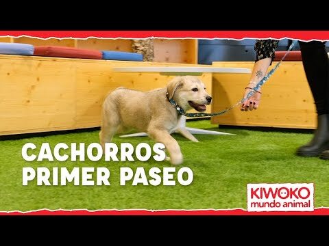 ¿Es seguro pasear a un cachorro de 1 mes?